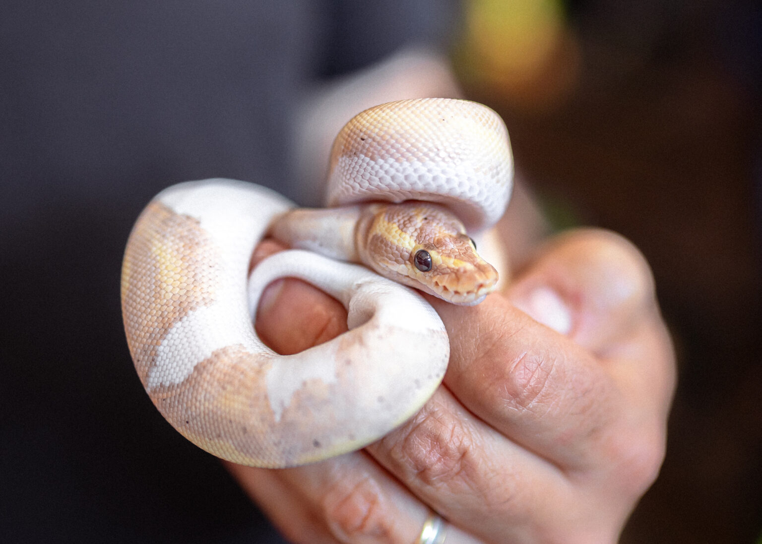 Python Pet Home Find Your New Pet at Pets 'n' Things