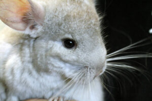 Chinchilla PNT