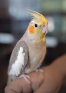 Cockatiel cropped PNT