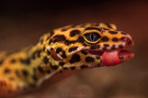 Leopard Gecko Licking PNT