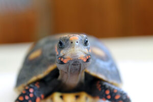 Red-Footed Tortoise PNT