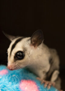 Sugar Glider PNT portrait flipped